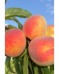 Персик домашній Колінз (ранній) | Персик домашний Коллинз (ранний) | Prunus persica Collins